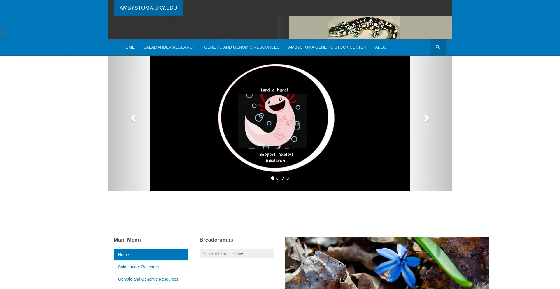 Ambystoma.uky.edu