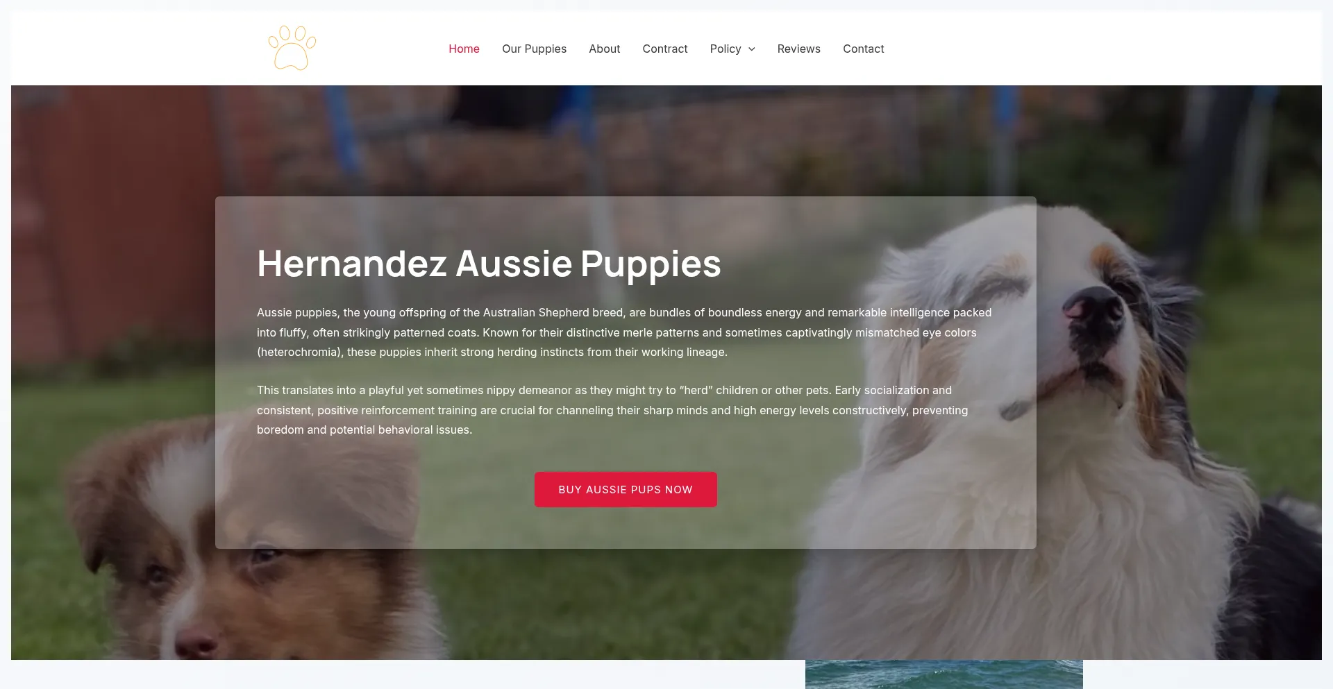 Website screenshot of Hernandezaussiepups.com
