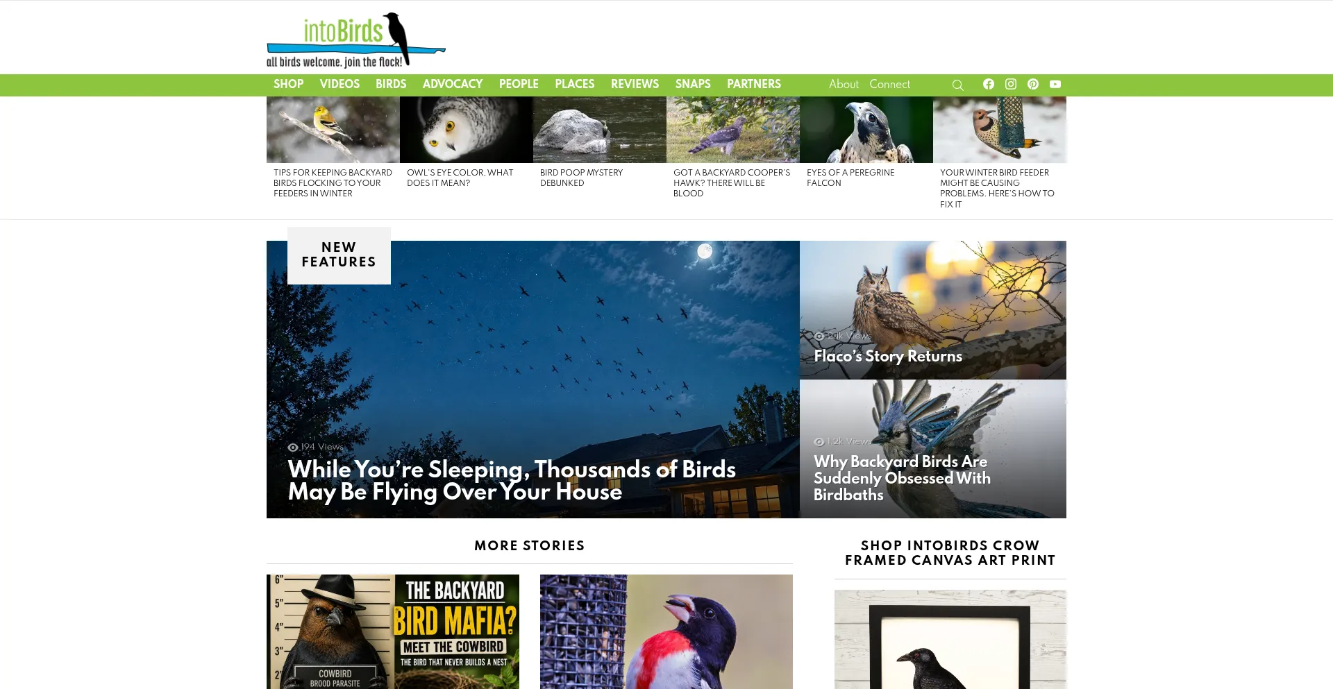 Intobirds.com
