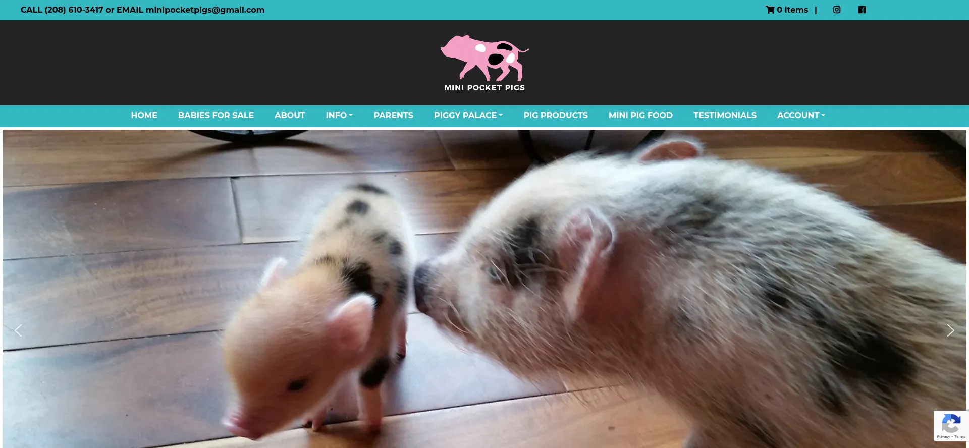 Minipocketpigs.com