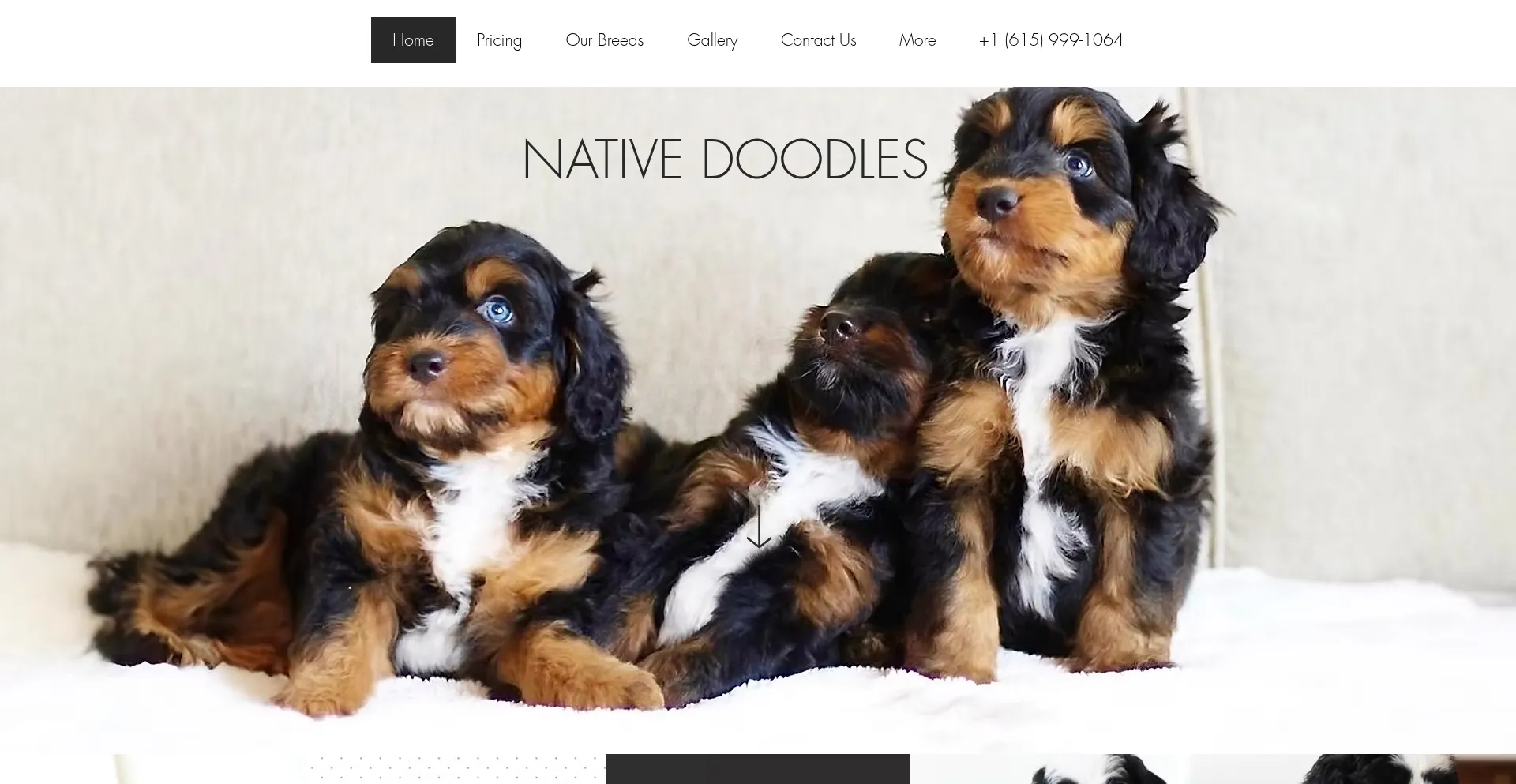 Ist Nativedoodles.com sicher und vertrauenswürdig?