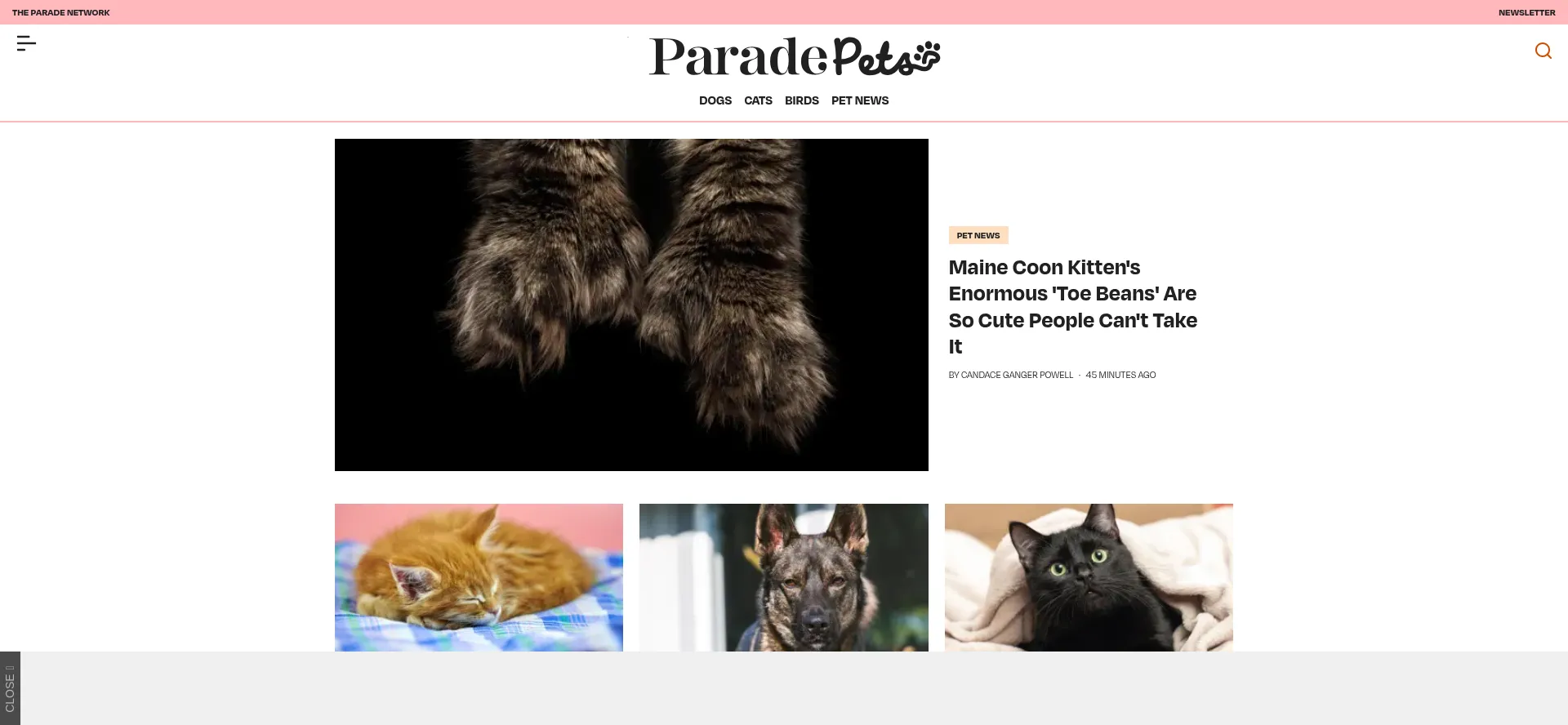 Ist Paradepets.com sicher und vertrauenswürdig?