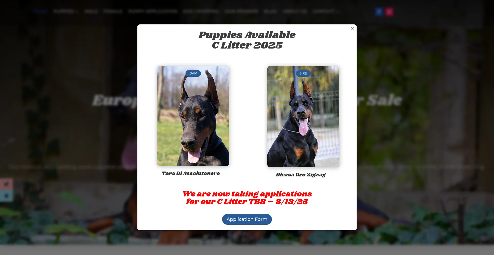Ist Pauldobermankennel.com sicher und vertrauenswürdig?