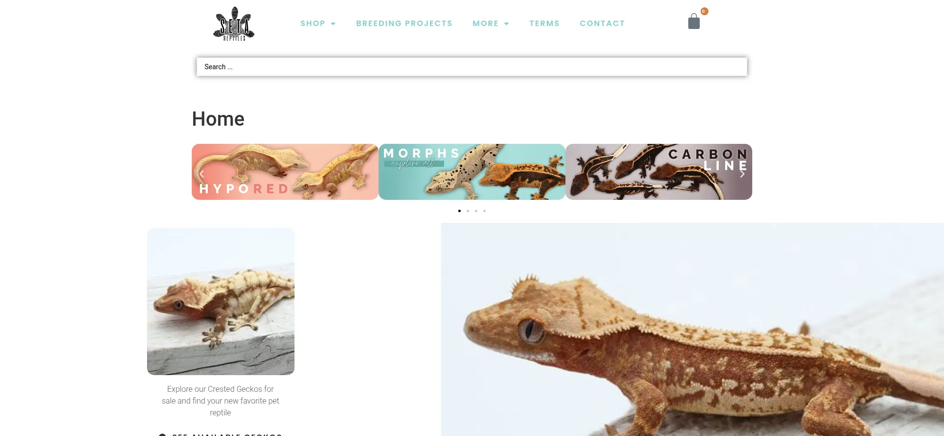 Setareptiles.com