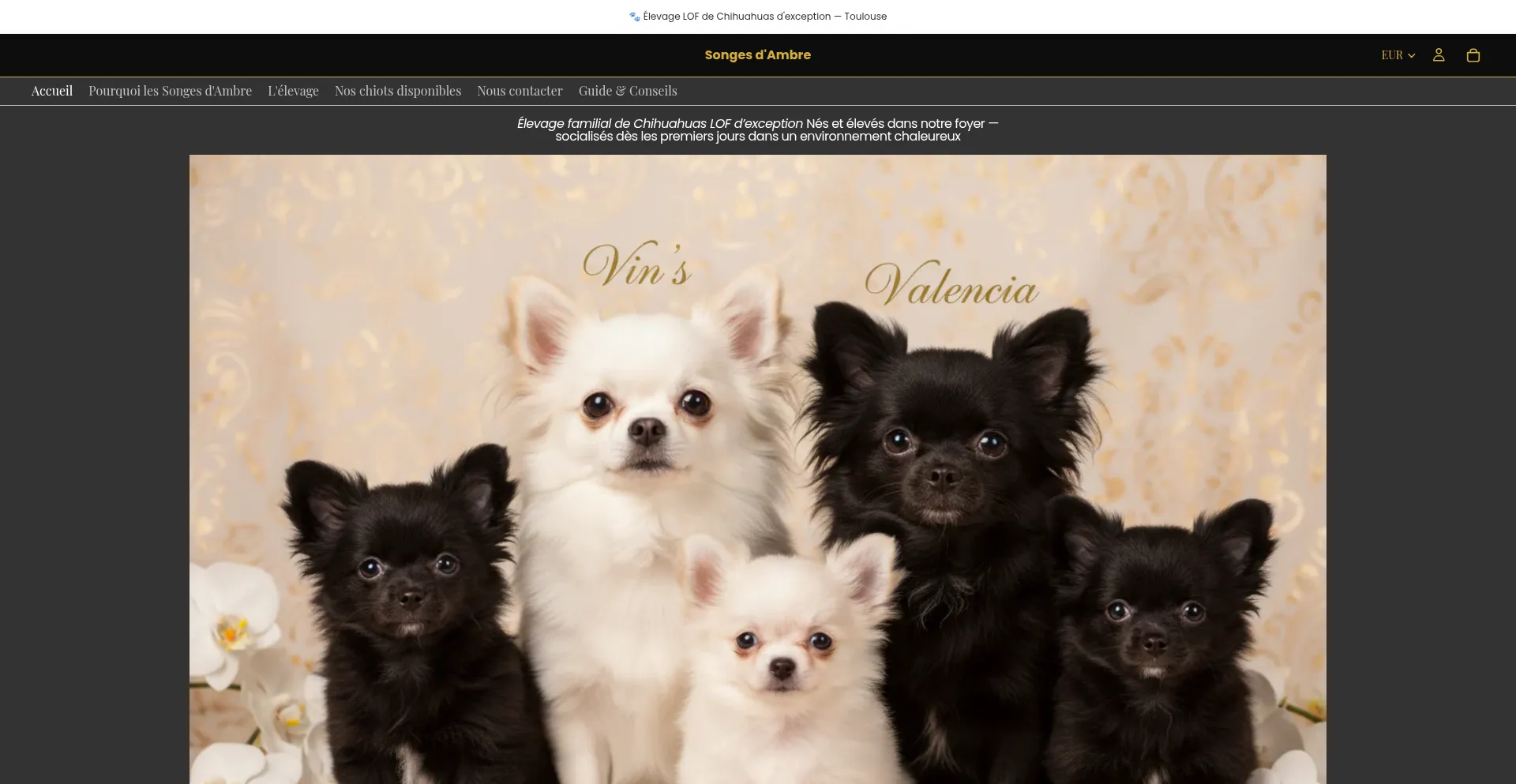 Songesdambre.com