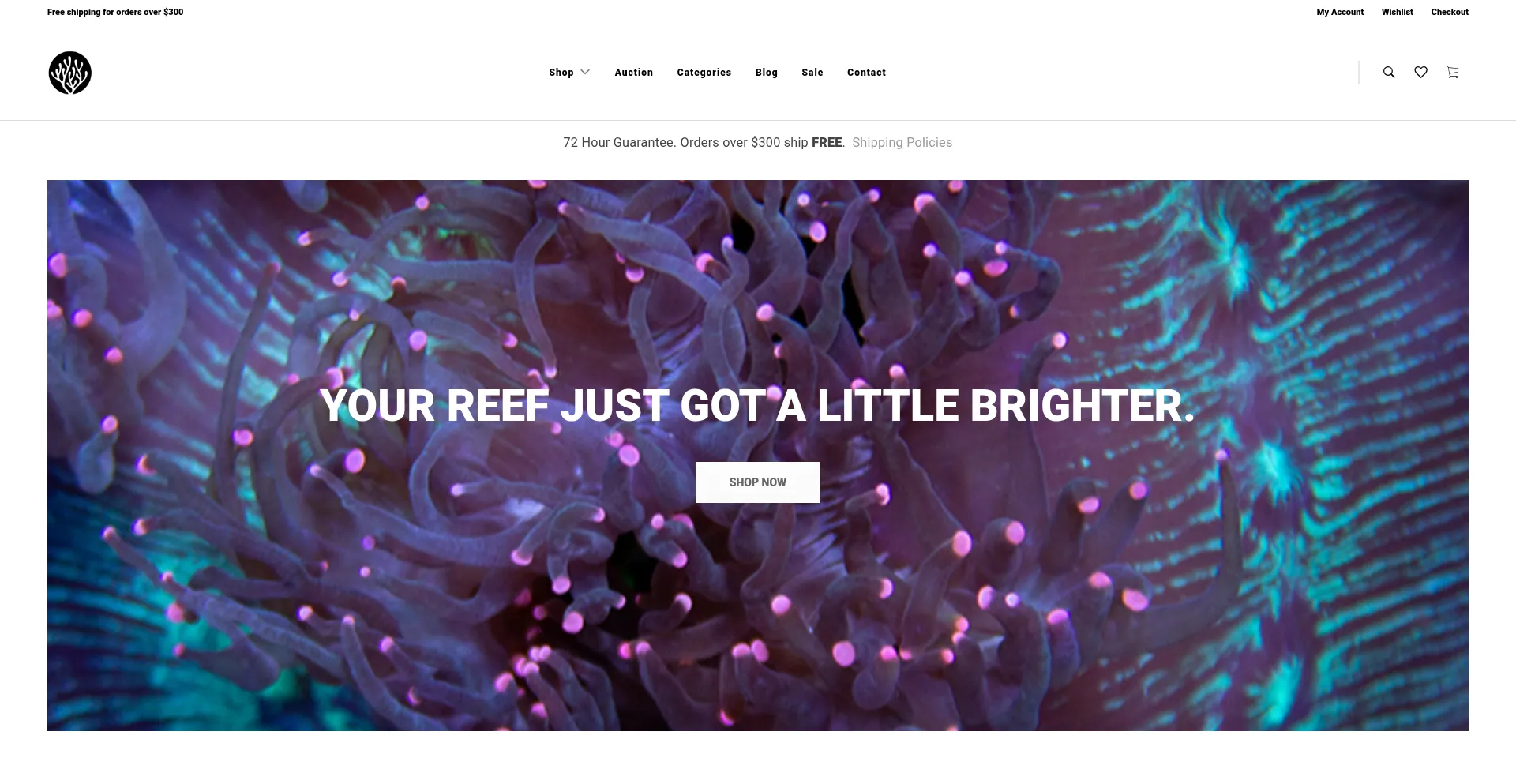Website screenshot of Sunnysidecorals.com